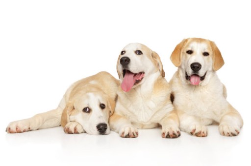 最正宗的中华田园犬价格(中华田园犬12个品种价格)