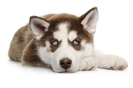 最正宗的中华田园犬白色(中华田园犬图片 幼犬)