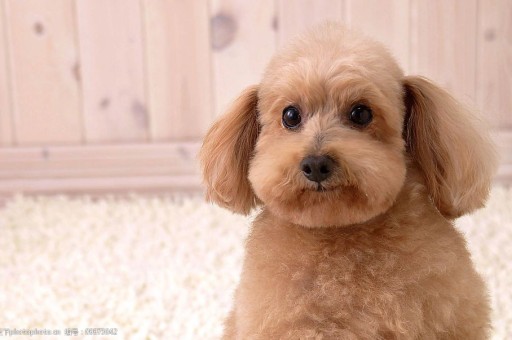 最正宗的中华田园犬什么颜色的(正宗的中华田园犬图片)