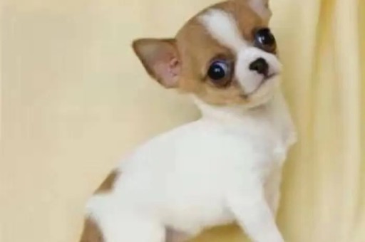 泰迪犬分几种体型(泰迪超小体和微小体的区别)
