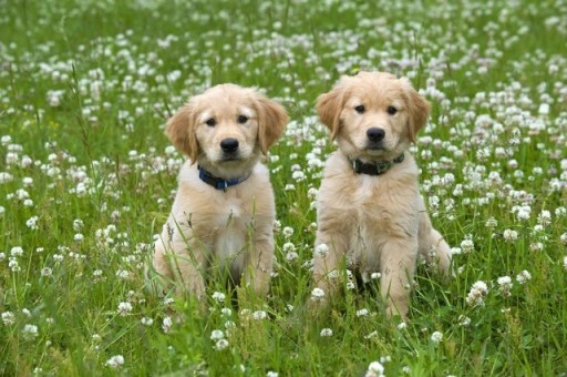 小型比熊犬多少钱一只(比熊犬的毛发掉很多)