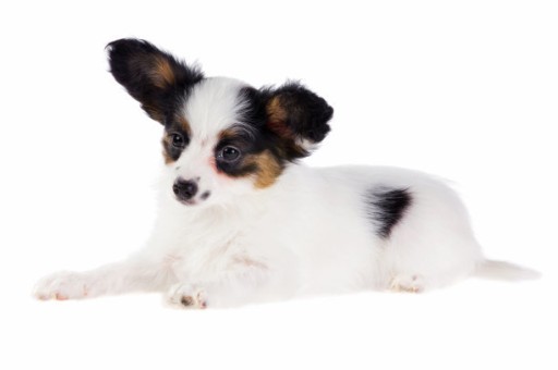 拉布拉多聪明吗,智商排名第几(田园犬和拉布拉多哪个聪明)
