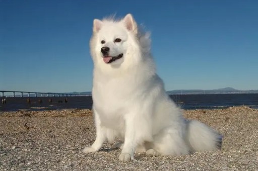 比熊犬吃什么蔬菜好(比熊能吃哪些水果蔬菜)