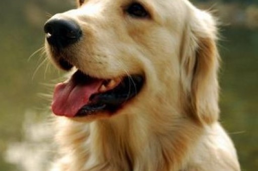 我家的博美犬作文550字(我家博美犬老是打喷嚏是不是有什么)