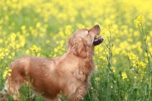 养比熊犬的好处和坏处(怎样判断比熊犬生病了)