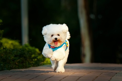 女生为什么不能养比熊犬(养比熊犬的好处和坏处)