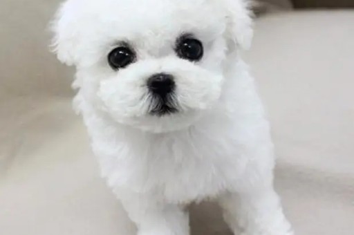 吉娃娃和泰迪串串图片(吉娃娃什么颜色最贵)