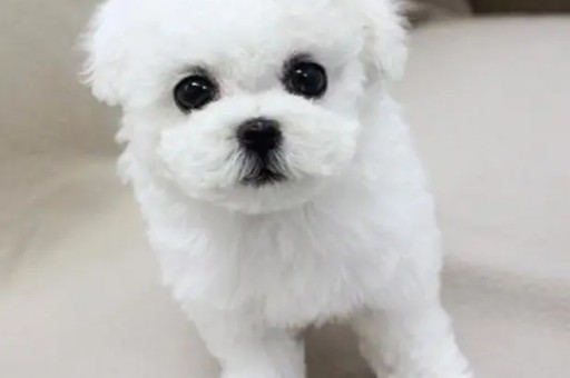 约克夏价格多少钱一只幼犬 上海(2个月的约克夏幼犬图片)