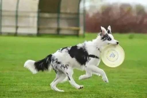 约克夏幼犬几个月变颜色(约克夏幼犬的正确饲养方法)