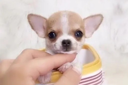 茶杯犬好养吗?优缺点有哪些(茶杯犬的种类有哪些)