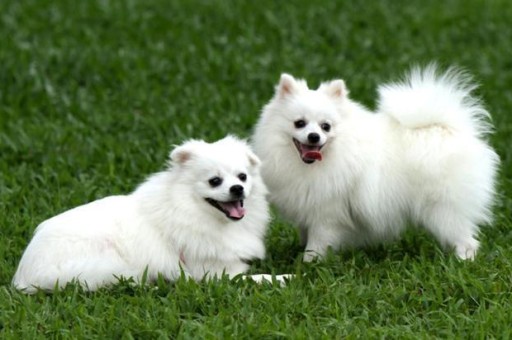 茶杯犬多少钱一只图片(茶杯犬多少钱一只白色)