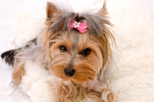 柴犬爱主人的表现(柴犬能听懂人话吗)