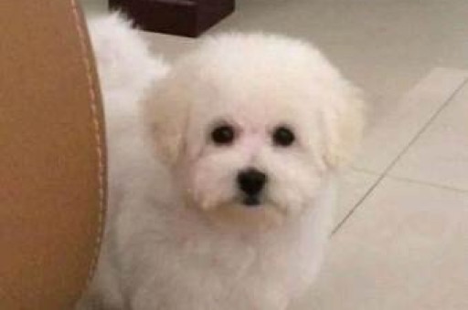 中国法斗犬舍排行(法斗犬舍图片)