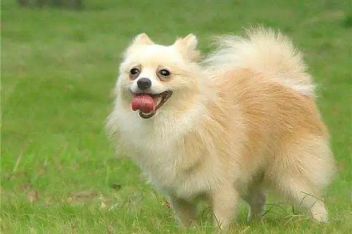 斗牛犬的体型分辨(法斗是中型犬吗
)