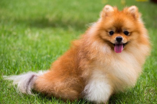 柯基犬的喂养知识(柯基犬的健康问题)