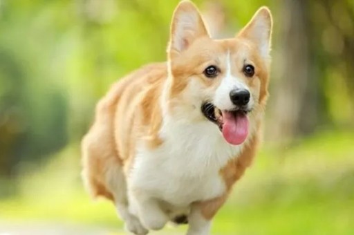 西部高地白梗犬价格(西高地犬的性格特点)