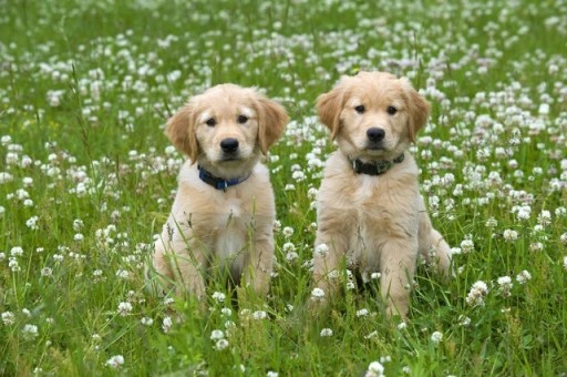 十大最漂亮小型犬博美图片(最干净最好养的小型犬)