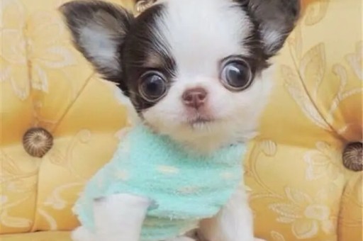 京巴犬价格大概多少钱一只(京巴犬串串多少钱一只)