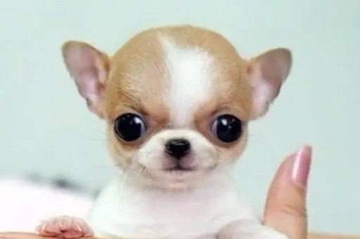 巴哥犬多少钱一只目前(纯种巴哥犬多少钱一只)