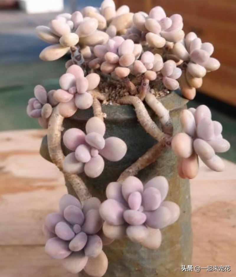 多肉植物名称有哪些（认识多肉植物的品种）