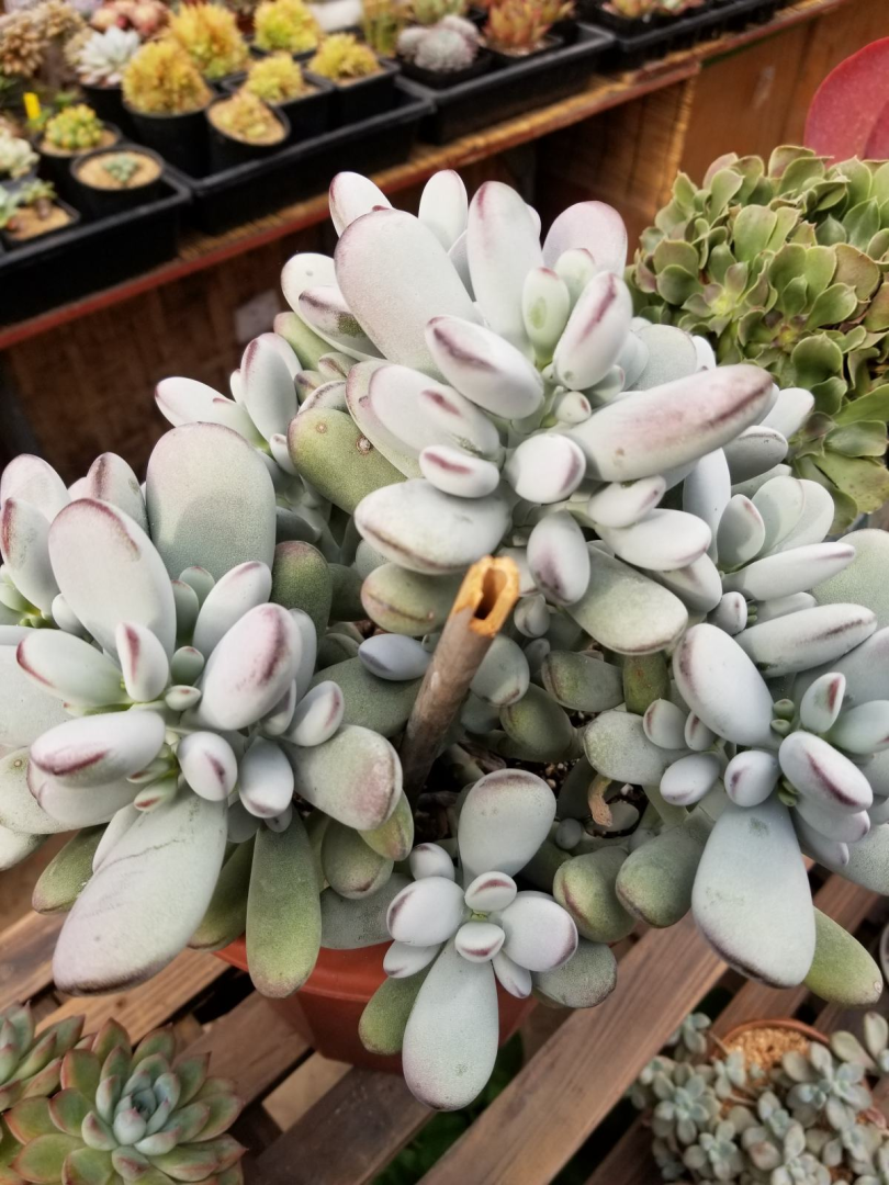 多肉植物怎么养才爆盆（让多肉爆盆的5个技巧）