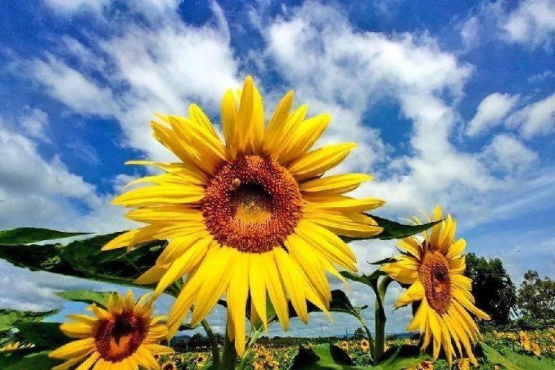 向日葵花语与寓意（讲解向日葵适合送的人）