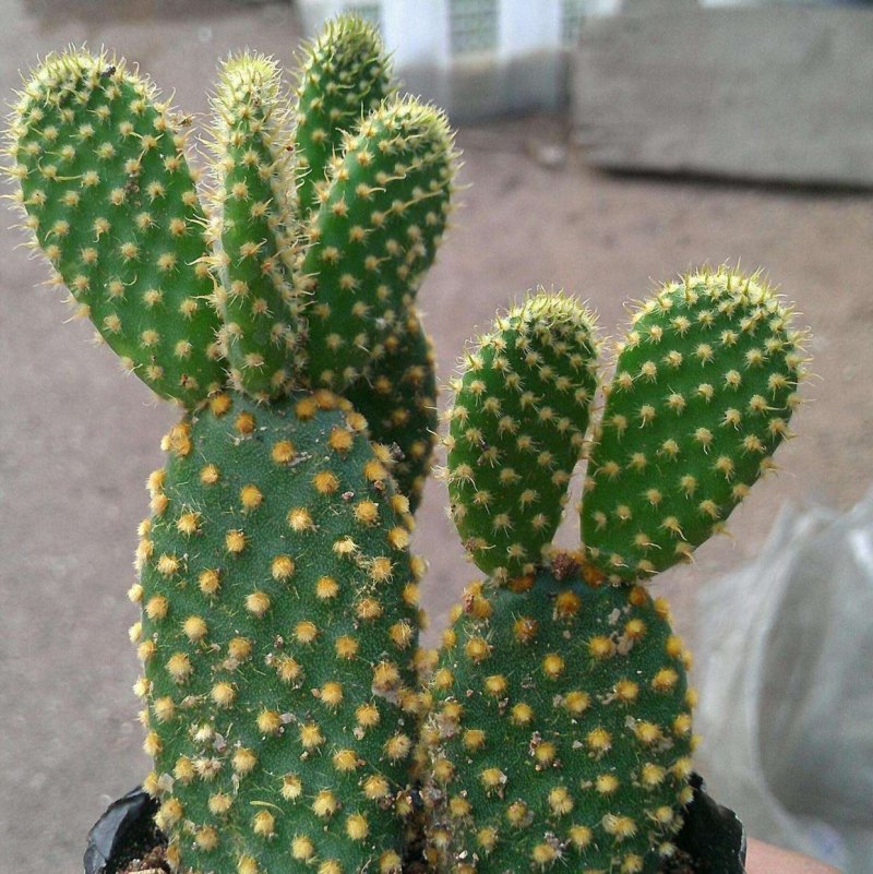 仙人掌的养殖方法和注意事项（养护仙人掌科的窍门）