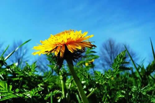 仙客来的习性和养护 仙客来的认识与养护技巧