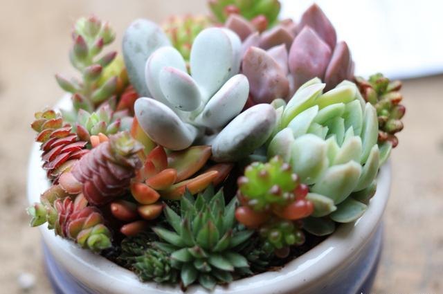 多肉植物如何护理（有关多肉的日常养护分享）