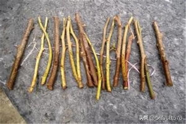 三角梅扦插（三角梅怎么养让小苗快速长大）