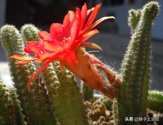 仙人棍（仙人棒有几种）