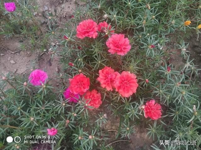 太阳花怎么养（太阳花怎样种植和养护）