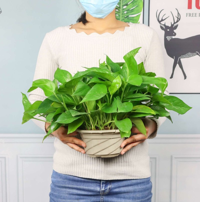 绿萝什么时候浇水好